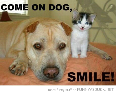 funny-happy-kitten-cat-come-on-dog-smile-pics.jpg