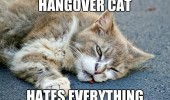 hangover cat lolcat animal lying ground hates everything baby bird owl dangerous go alone take this zelda funny pics pictures pic picture image photo images photos lol