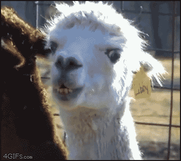 funny-llama-turning-head-stare-animated-gif-pics.gif