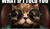 morpheus matrix cat lolcat animal what if told you red dot controlled humans funny pics pictures pic picture image photo images photos lol