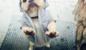 dog animal wearing jacket door whoa need see id funny pics pictures pic picture image photo images photos lol