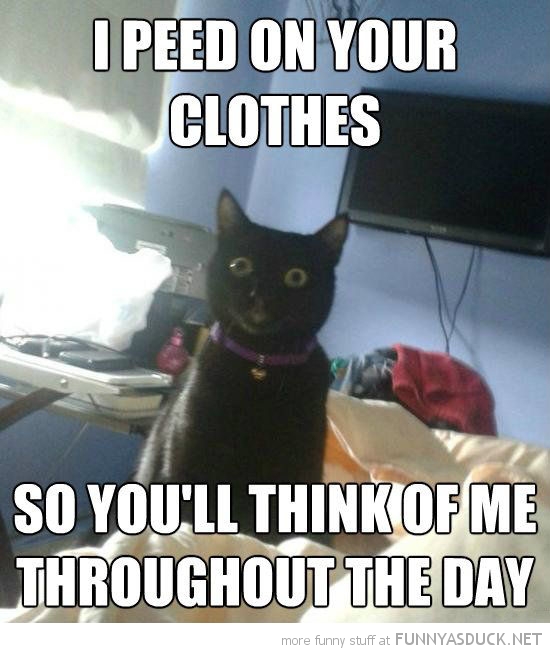 funny-overly-attached-cat-peed-clothes-t