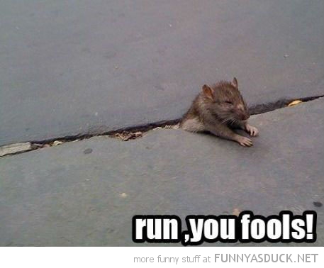 [Obrázek: funny-rat-stuck-pavement-gandalf-lord-ri...s-pics.jpg]