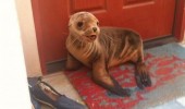 seal door step animal excuse me sir moment talk lord poseiden funny pics pictures pic picture image photo images photos lol