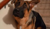 worried dog animal before go upstairs love you funny pics pictures pic picture image photo images photos lol