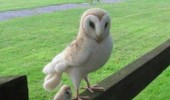 baby owl bird animal call him mini me dr evil austin powers funny pics pictures pic picture image photo images photos lol