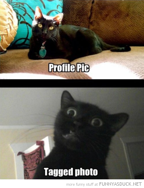 funny-cat-profile-photo-tagged-ugly-facebook-pics.jpg