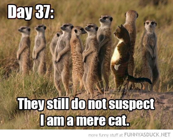 [Image: funny-cat-standing-up-meerkats-mear-cat-pics.jpg]