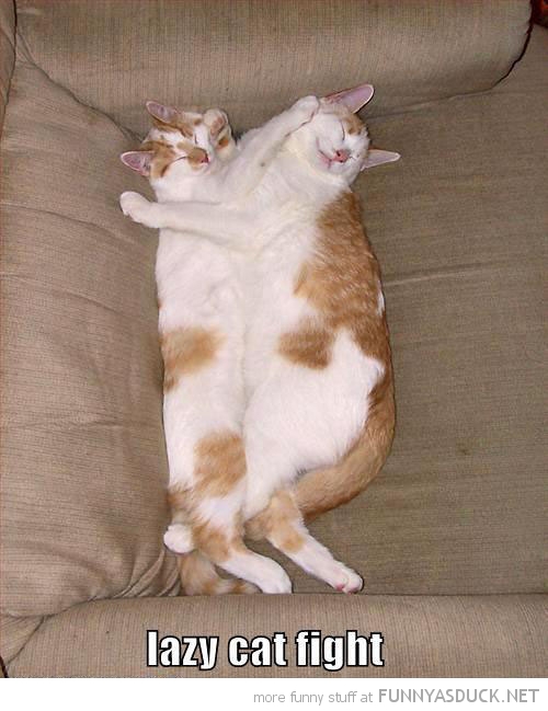 funny-cats-hugging-cuddling-sleeping-lazy-fight-pics.jpg