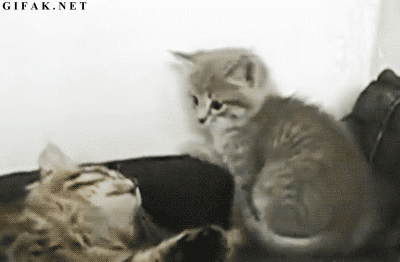 funny-cats-kittens-punching-each-other-animated-gif-pics.gif