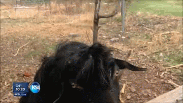 funny-crazy-goat-tongue-out-animated-gif
