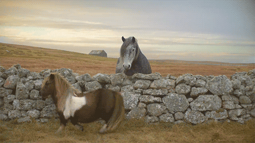 funny-dance-pony-dancing-deal-with-it-animated-gif-pics.gif