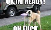 dog hit face Frisbee animal I'm ready funny pics pictures pic picture image photo images photos lol