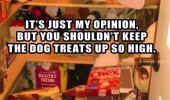 dog pantry food cupboard shelf animal put treats so high funny pics pictures pic picture image photo images photos lol