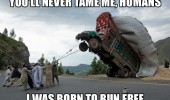 men pulling bus ditch never tame me humans born to run free funny pics pictures pic picture image photo images photos lol