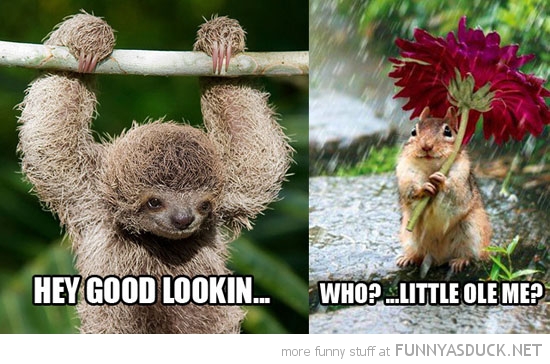 funny-smoth-sloth-hey-good-looking-squirrel-flowers-who-me-pics.jpg
