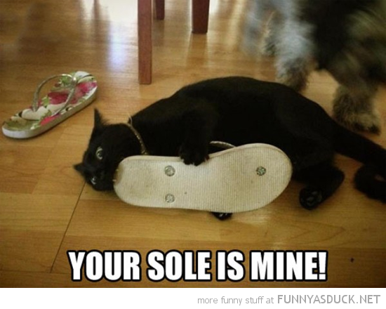 funny-sole-is-mine-cat-biting-shoe-pics.png