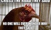 chicken hen bird animal thinking cross the road they said never wonder why funny pics pictures pic picture image photo images photos lol