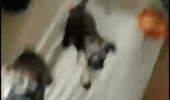 dogs pushing fighting animated gif funny pics pictures pic picture image photo images photos lol