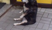 dog animal sitting up like human fuck you looking at funny pics pictures pic picture image photo images photos lol