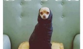 fashion dog animal sweater jumper dogue vogue magazine funny pics pictures pic picture image photo images photos lol