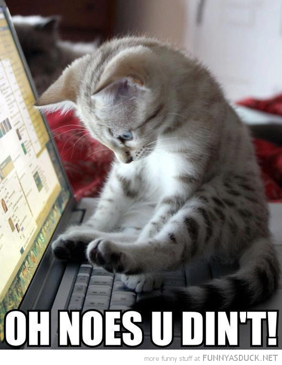 funny-kitten-cat-facebook-sitting-laptop-no-you-didnt-pics.jpg