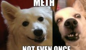 meth not even once dog animal ugly funny pics pictures pic picture image photo images photos lol