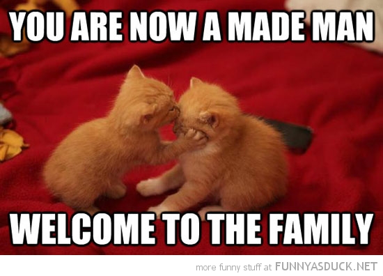 funny-mobster-gangster-cats-kittens-made-man-welcome-family-pics.jpg