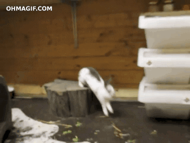 funny-rabbit-parkour-running-up-wall-animated-gif-pics.gif