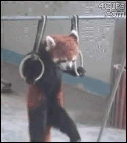 funny-red-panda-working-out-rings-animated-gif-pics.gif