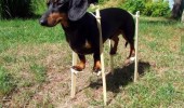 said could be anything dog animal stilts became doberman funny pics pictures pic picture image photo images photos lol