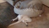dog animal smart knows word vet not good hider funny pics pictures pic picture image photo images photos lol