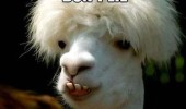 ugly sexy llama animal you know you want me funny pics pictures pic picture image photo images photos lol