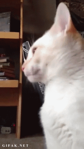 funny-cat-sticking-out-tongue-dumb-animated-gif-pics.gif