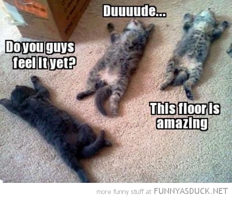 funny-cats-kittens-lying-sun-floor-is-am