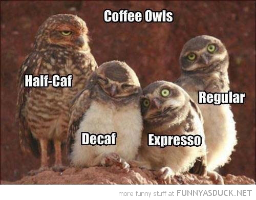[Image: funny-coffee-owls-birds-caffinene-pics.jpg]