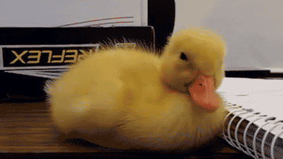 funny-baby-duck-falling-asleep-animated-gif-pics.gif