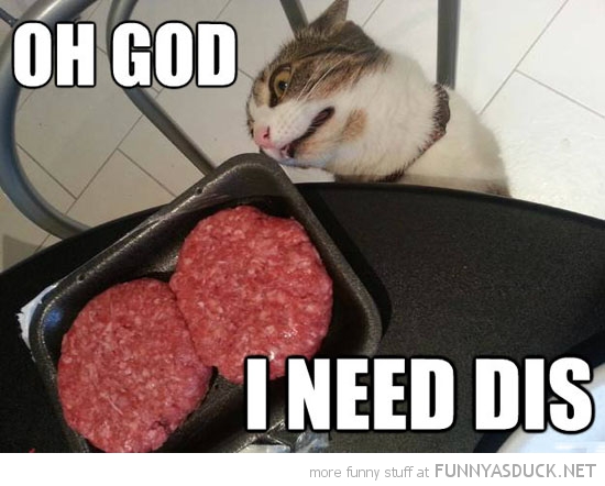 funny-cat-burgers-i-need-dis-pics.jpg