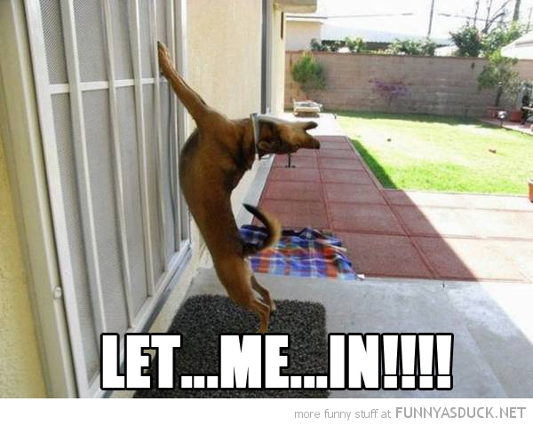 funny-let-me-in-dog-stretching-door-pics