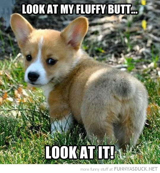 funny-cute-corgi-pup-look-fuzzy-butt-pic