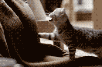funny-kitten-cat-boop-nose-animated-gif-pics.gif