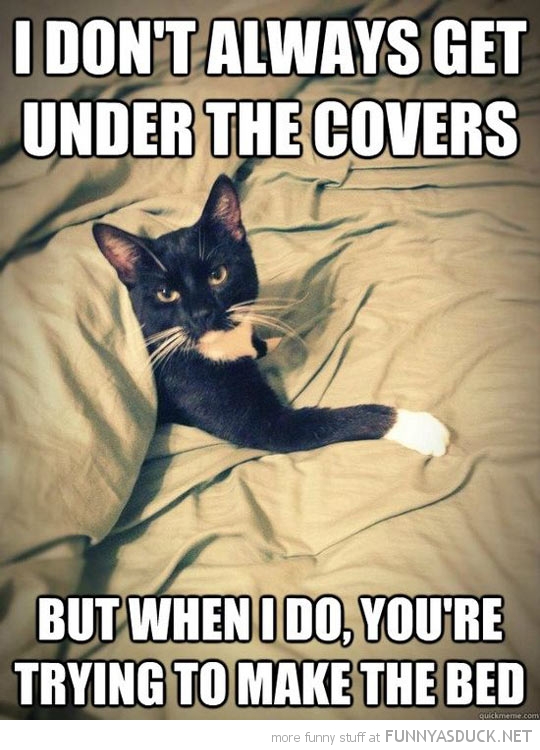 most interesting cat meme animal get under covers make bed funny pics ...