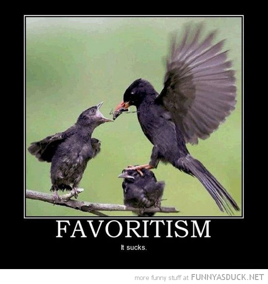 funny-bird-standing-chicks-head-favoriti