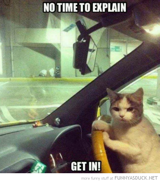 funny-cat-animal-driving-car-no-time-to-explain-pics.png
