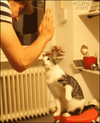funny-cat-giving-woman-high-five-animated-gif-pics.gif