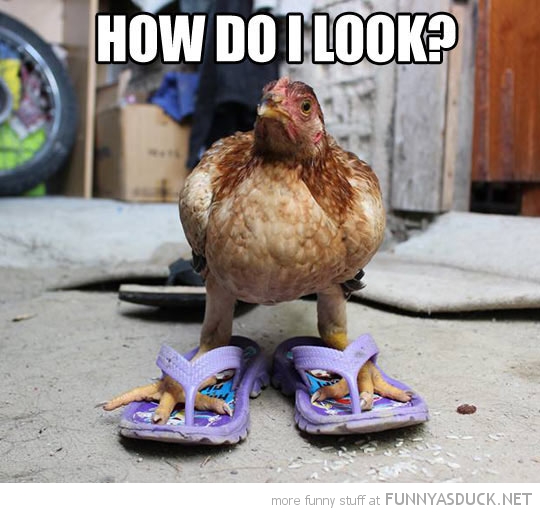 funny-chicken-animal-flip-flops-how-do-i-look-pics.jpg