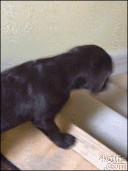 http://funnyasduck.net/wp-content/uploads/2013/08/funny-dog-sliding-down-stairs-animated-gif-pics.gif