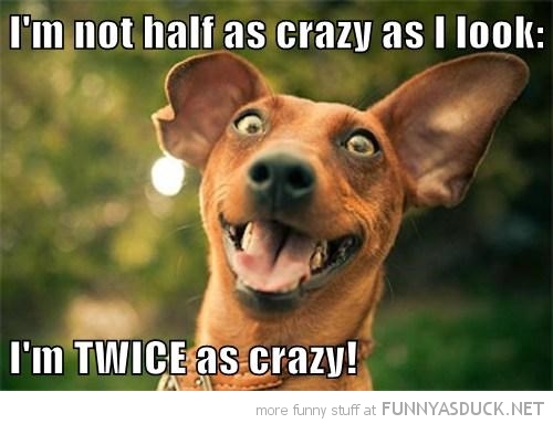 funny-twice-as-crazy-dog-animal-pics.jpg