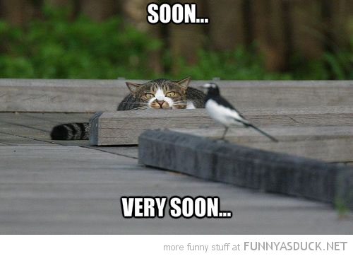 funny-pictures-soon-cat-stalking-bird.jpg