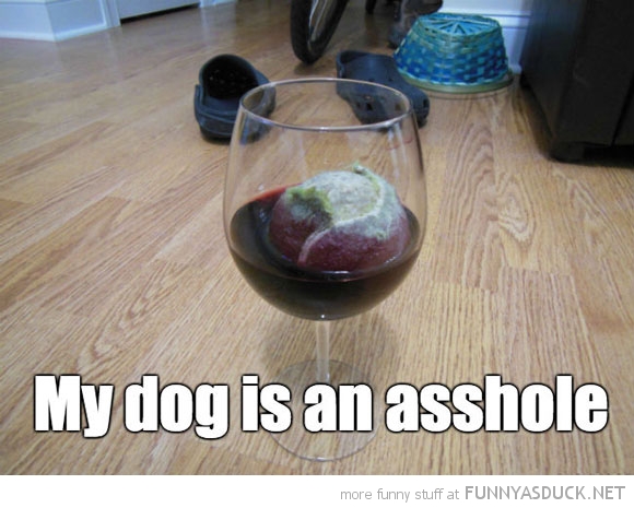 funny-pictures-dog-is-an-asshole-ball-wi
